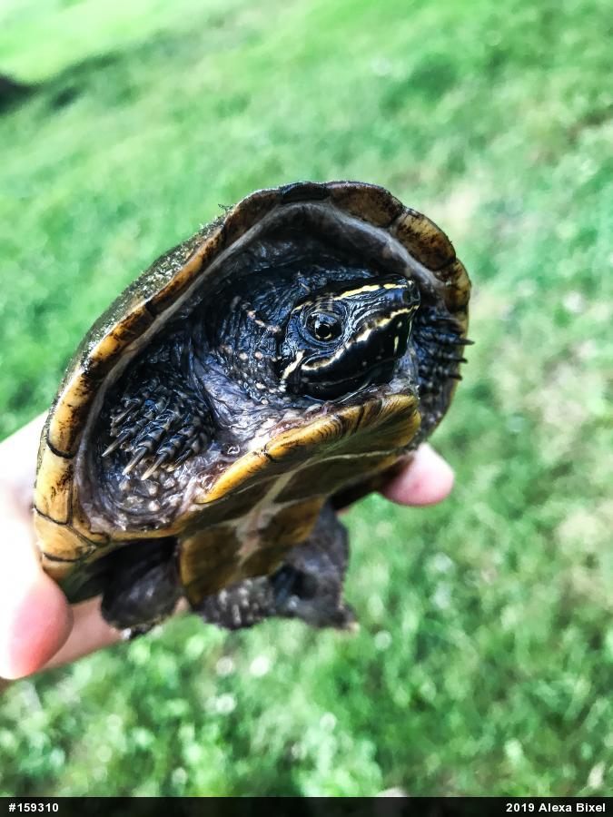 Eastern Musk Turtle