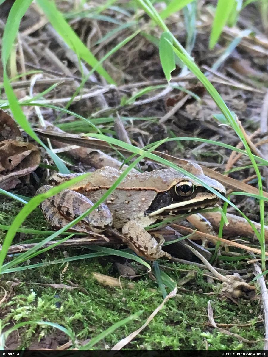 Wood Frog