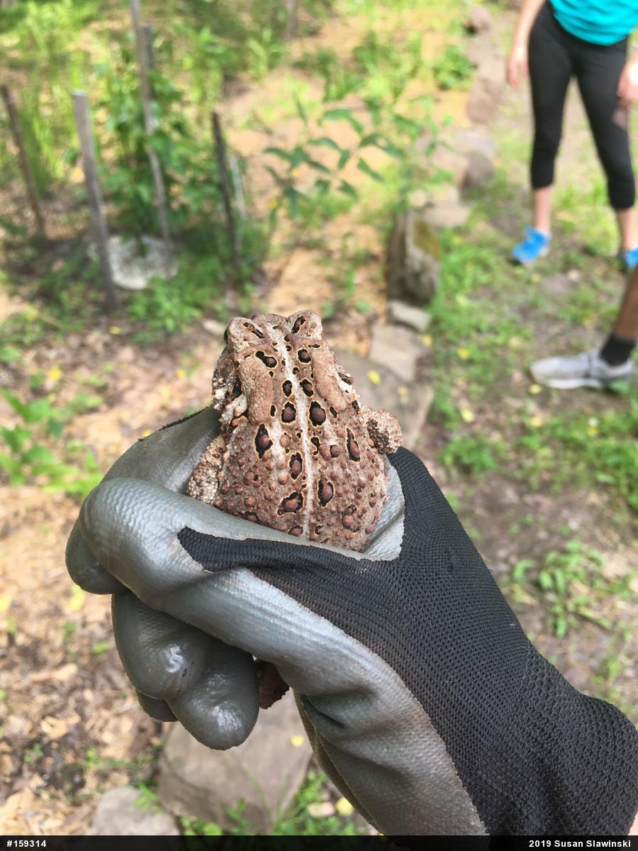 Eastern American Toad