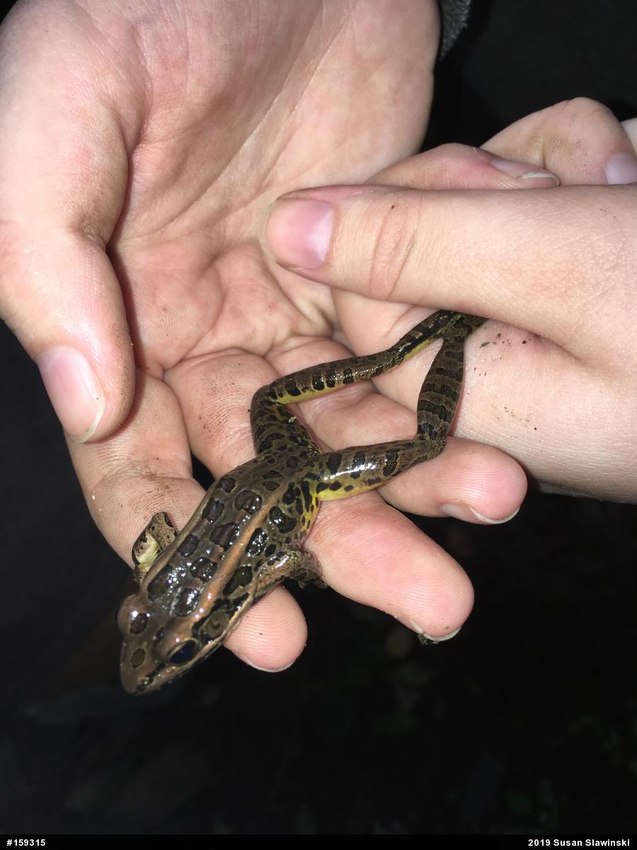 Pickerel Frog