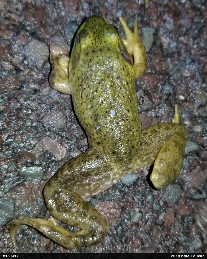 American Bullfrog