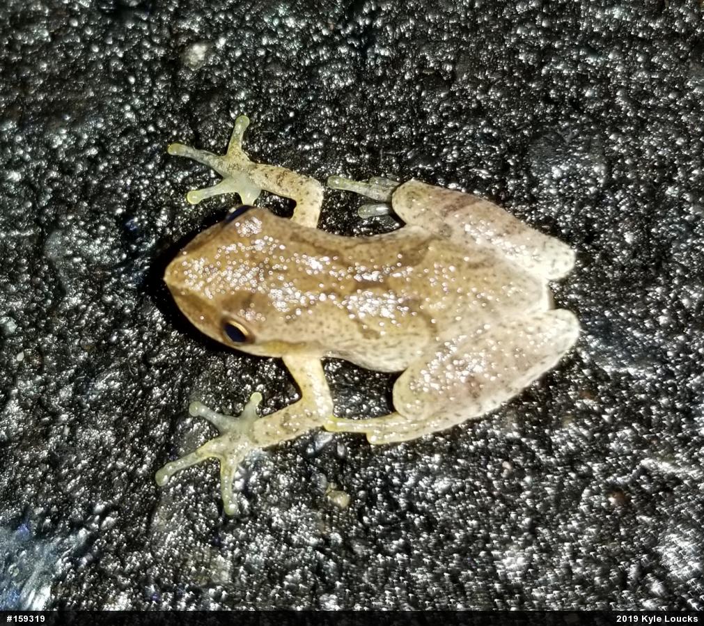 Spring Peeper