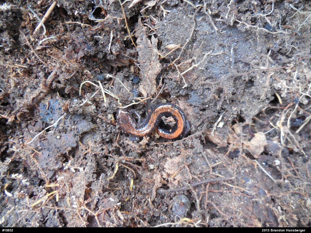 Eastern Red-backed  Salamander