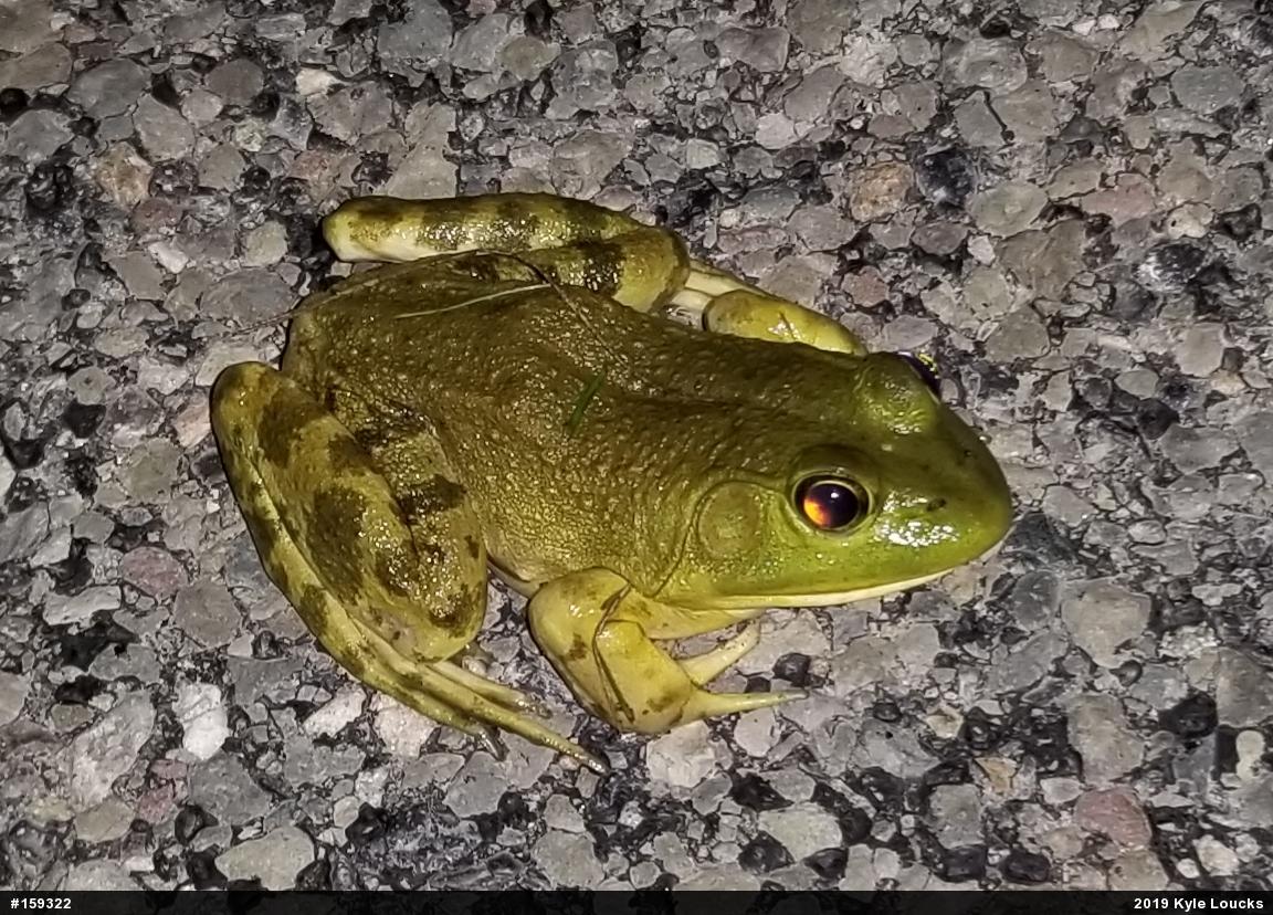 American Bullfrog