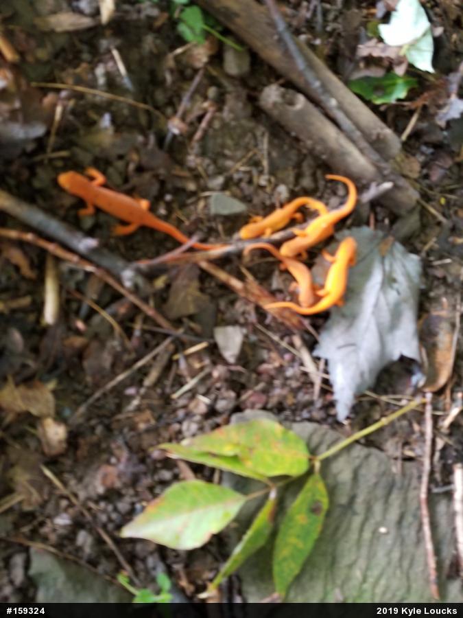 Red-spotted Newt