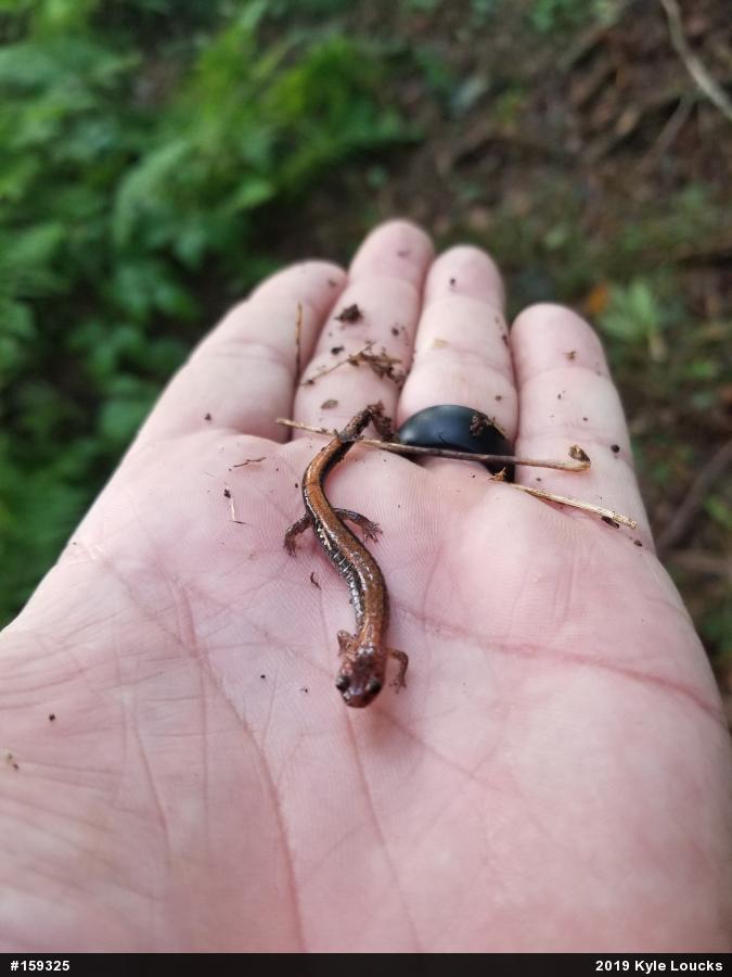 Eastern Red-backed  Salamander