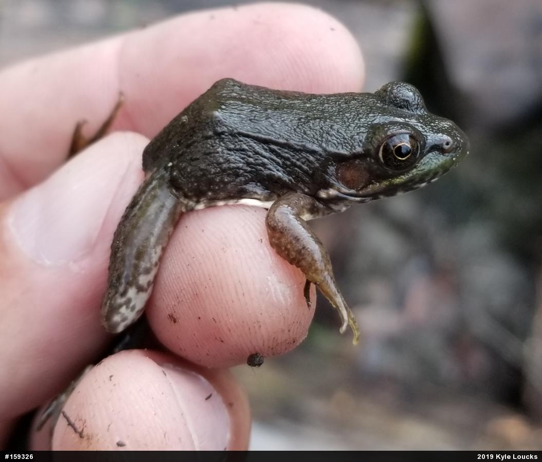 Green Frog