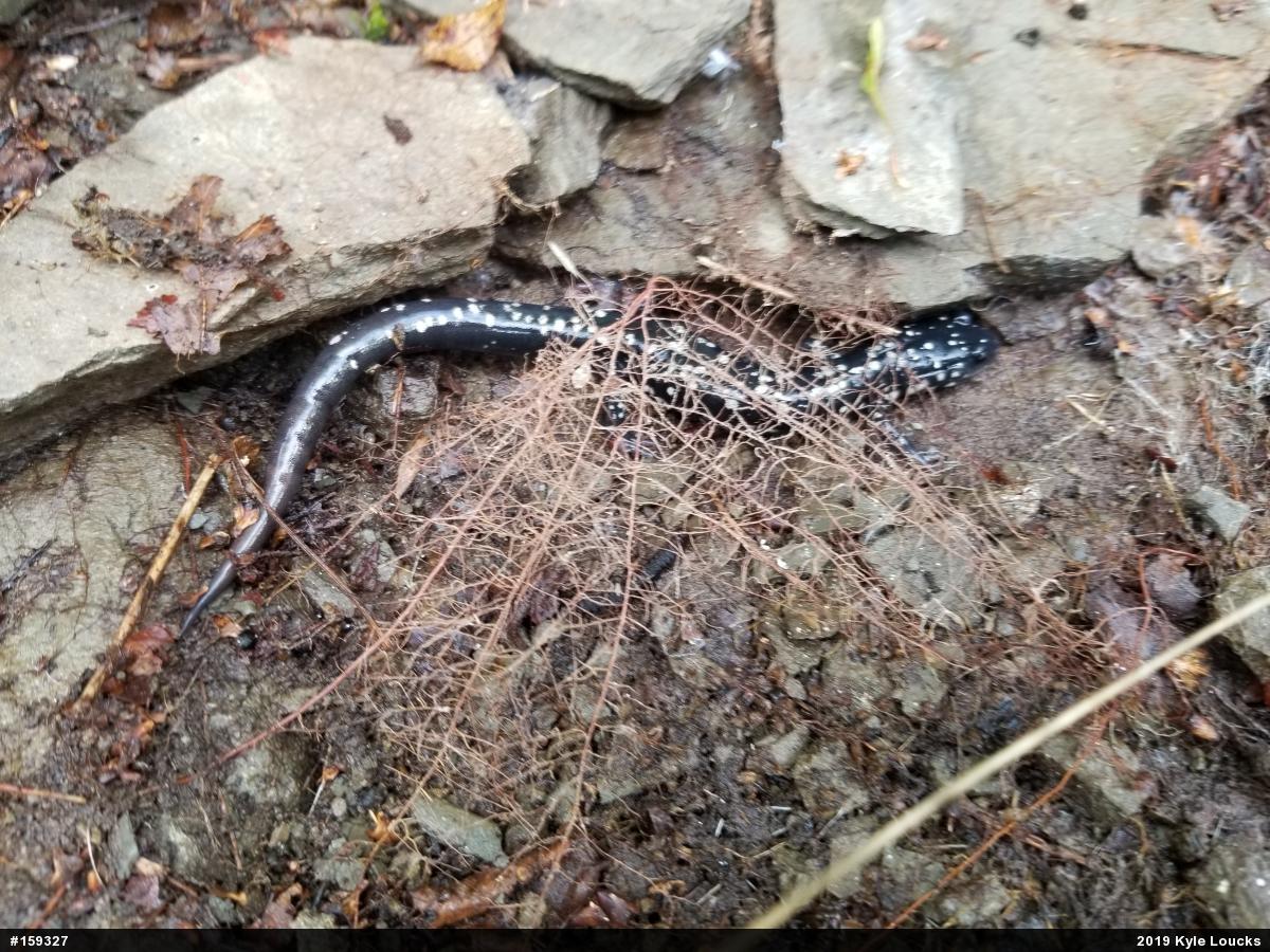 Northern Slimy Salamander