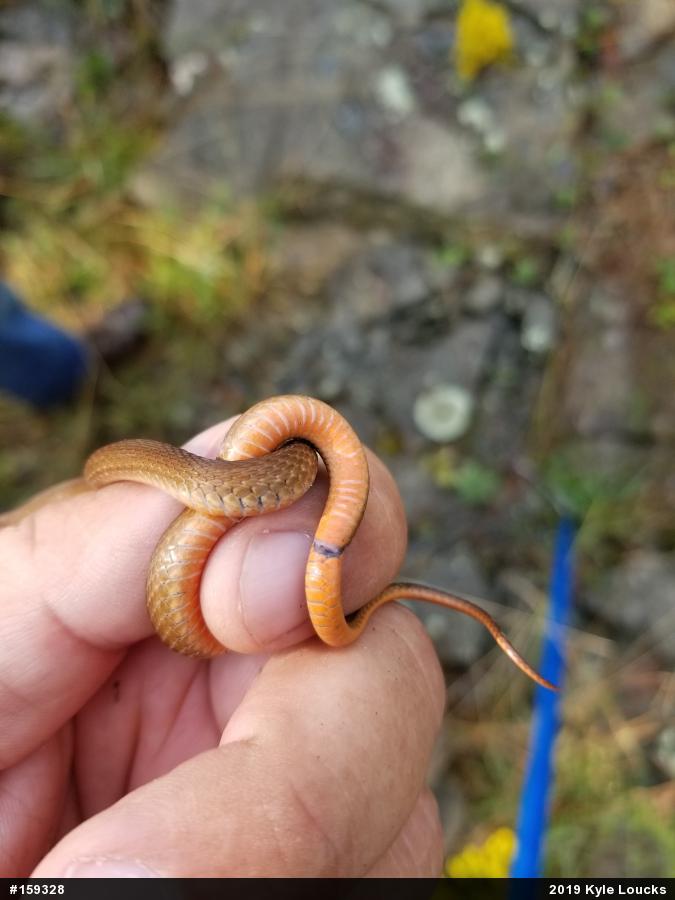 Red-bellied Snake