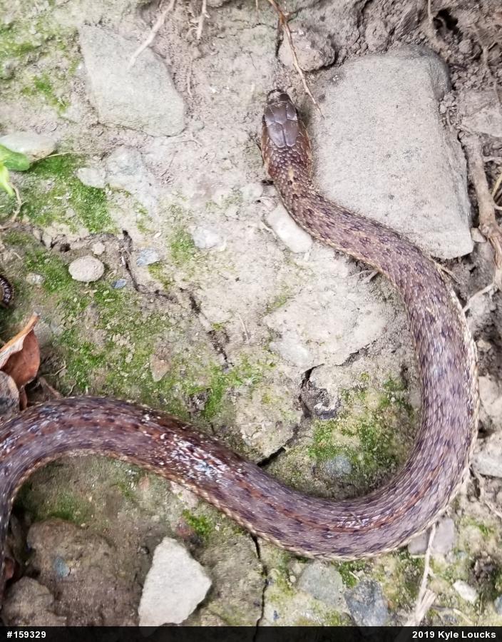 Eastern Gartersnake