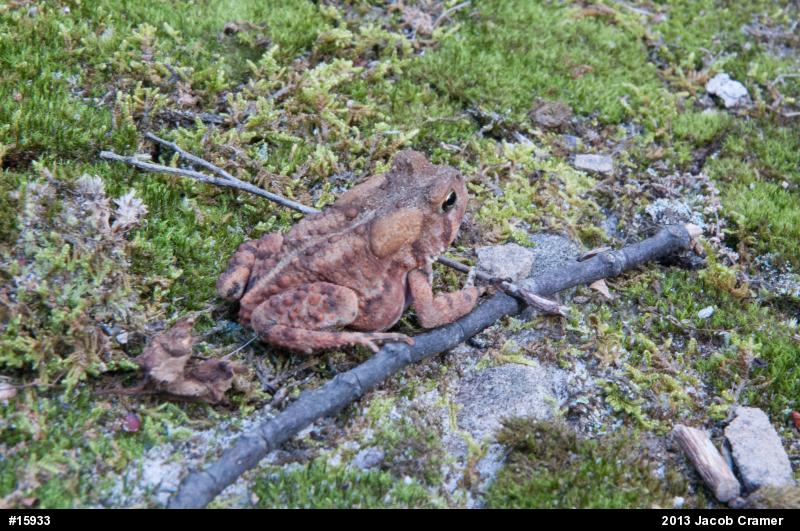 Eastern American Toad