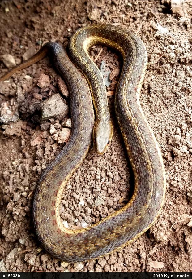 Eastern Gartersnake