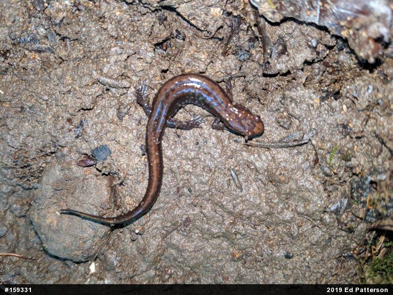 Allegheny Mountain Dusky Salamander