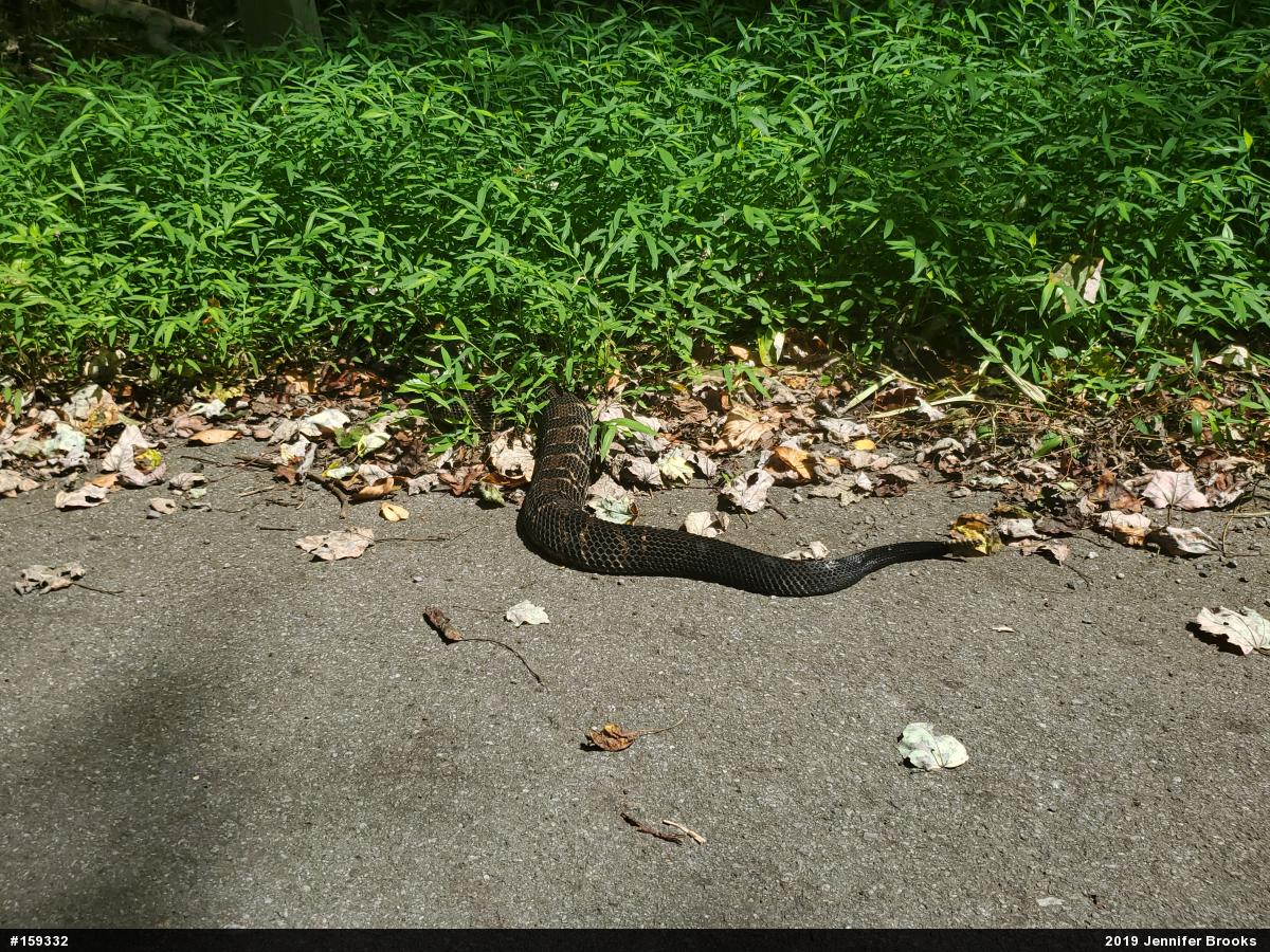 Timber Rattlesnake