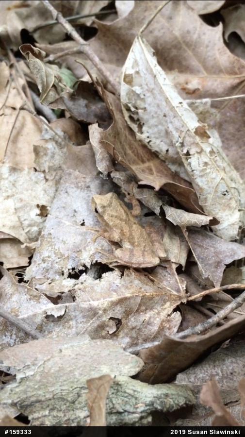 Spring Peeper
