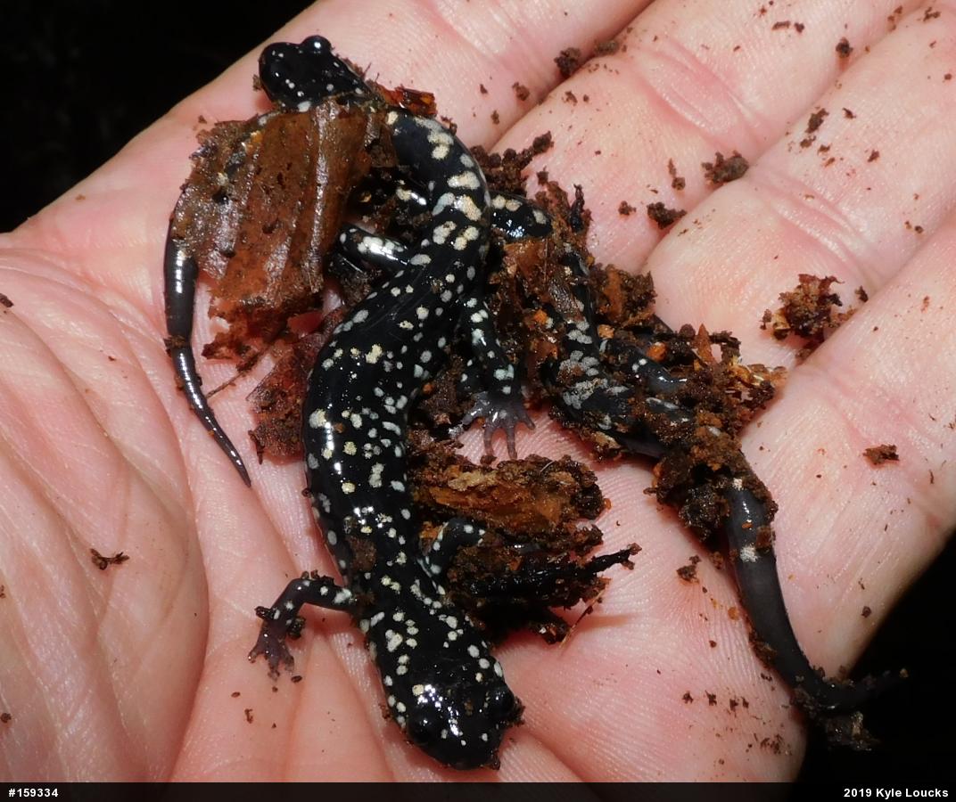Northern Slimy Salamander