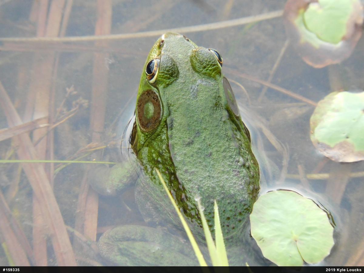Green Frog