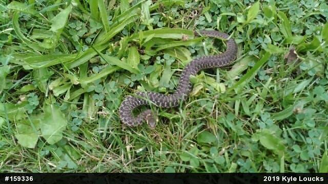 Eastern Gartersnake