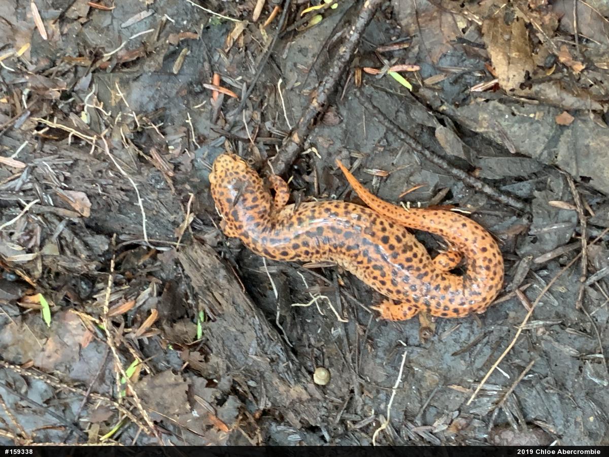 Northern Red Salamander