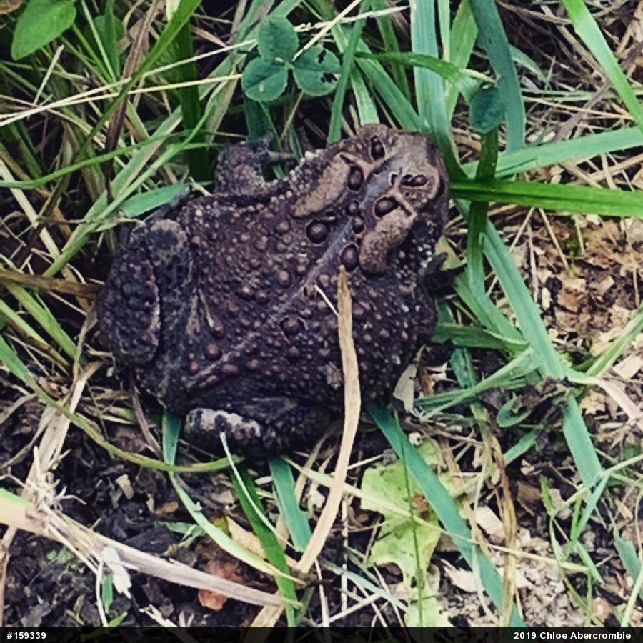 Eastern American Toad