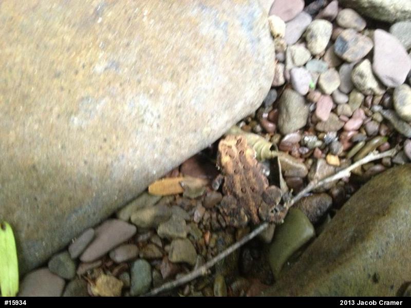 Eastern American Toad