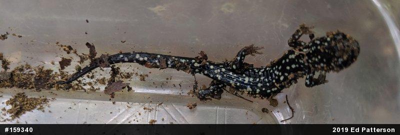 Northern Slimy Salamander