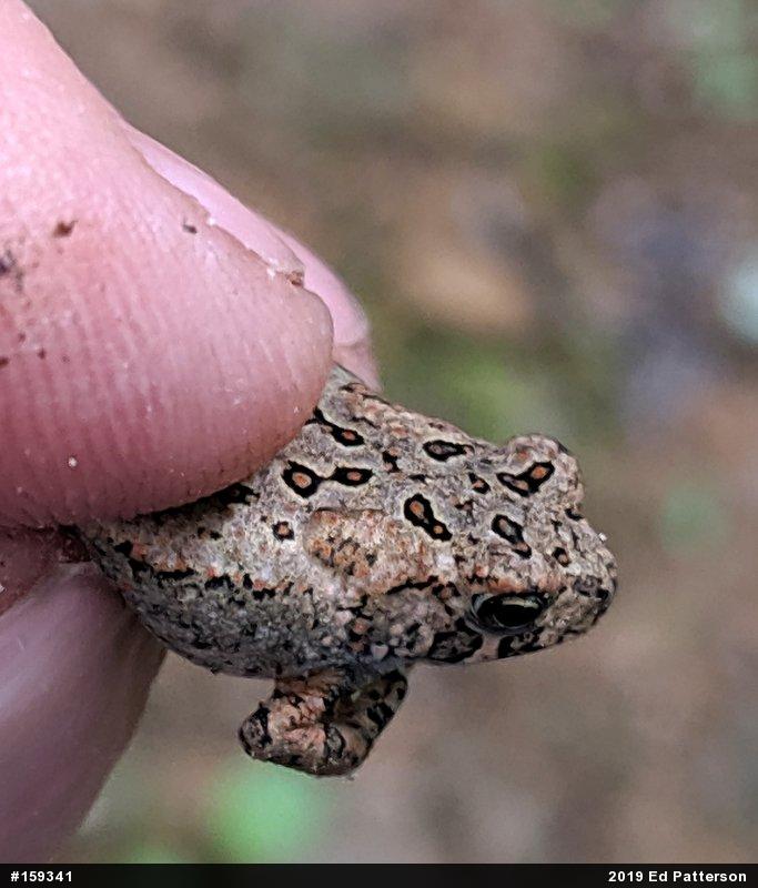 Eastern American Toad