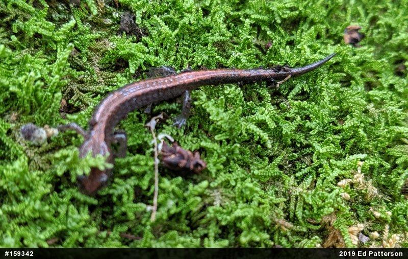 Eastern Red-backed  Salamander