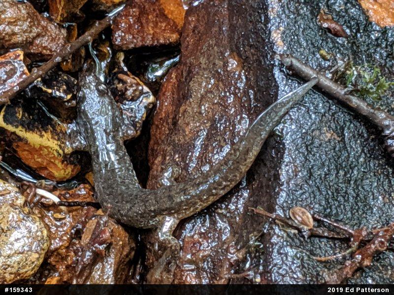 Northern Dusky Salamander