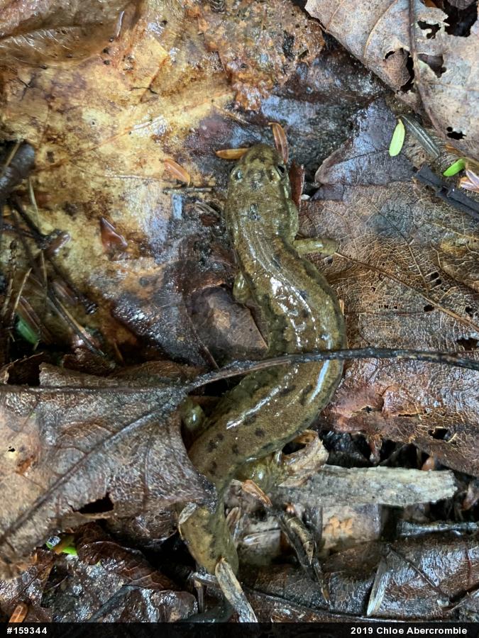 Northern Dusky Salamander