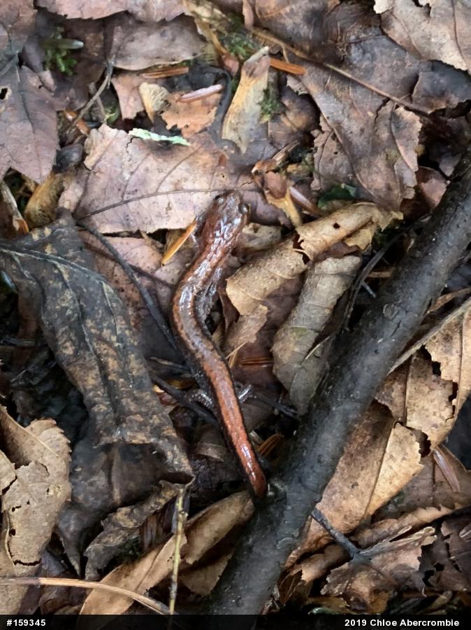 Eastern Red-backed  Salamander