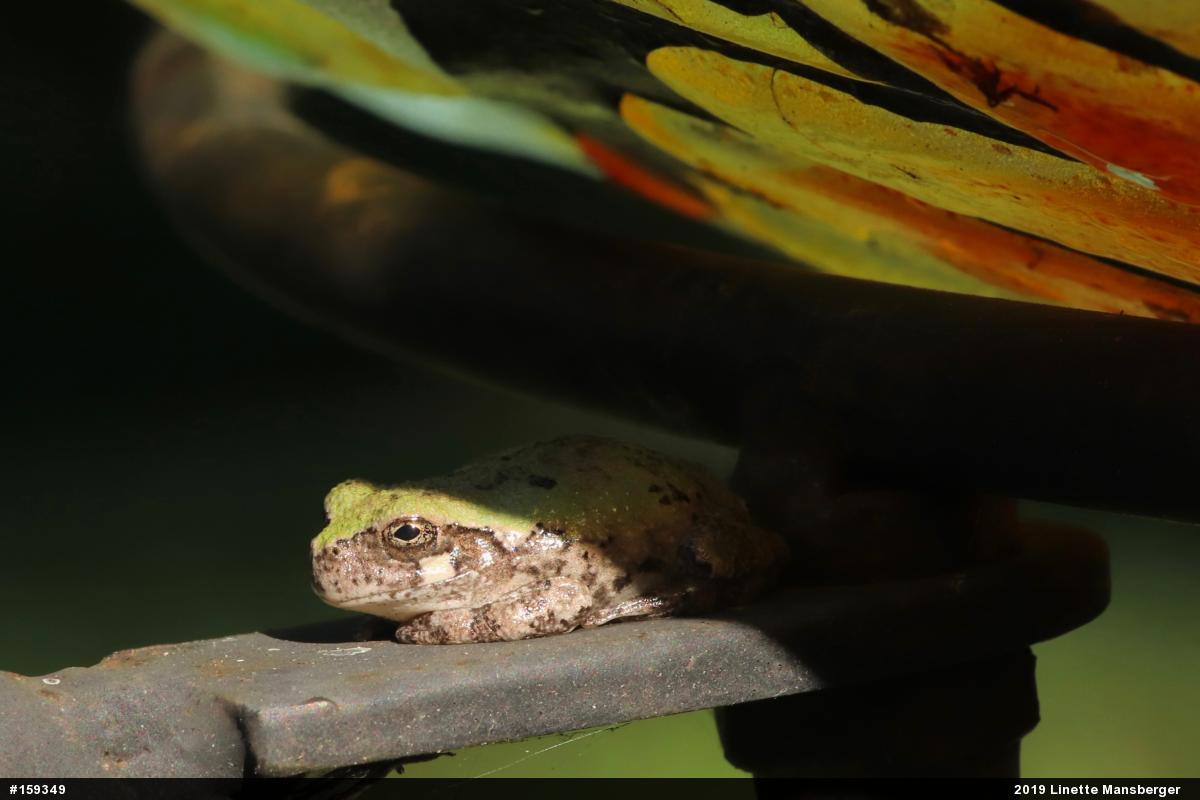 Unknown Gray Treefrog