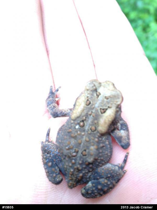 Eastern American Toad