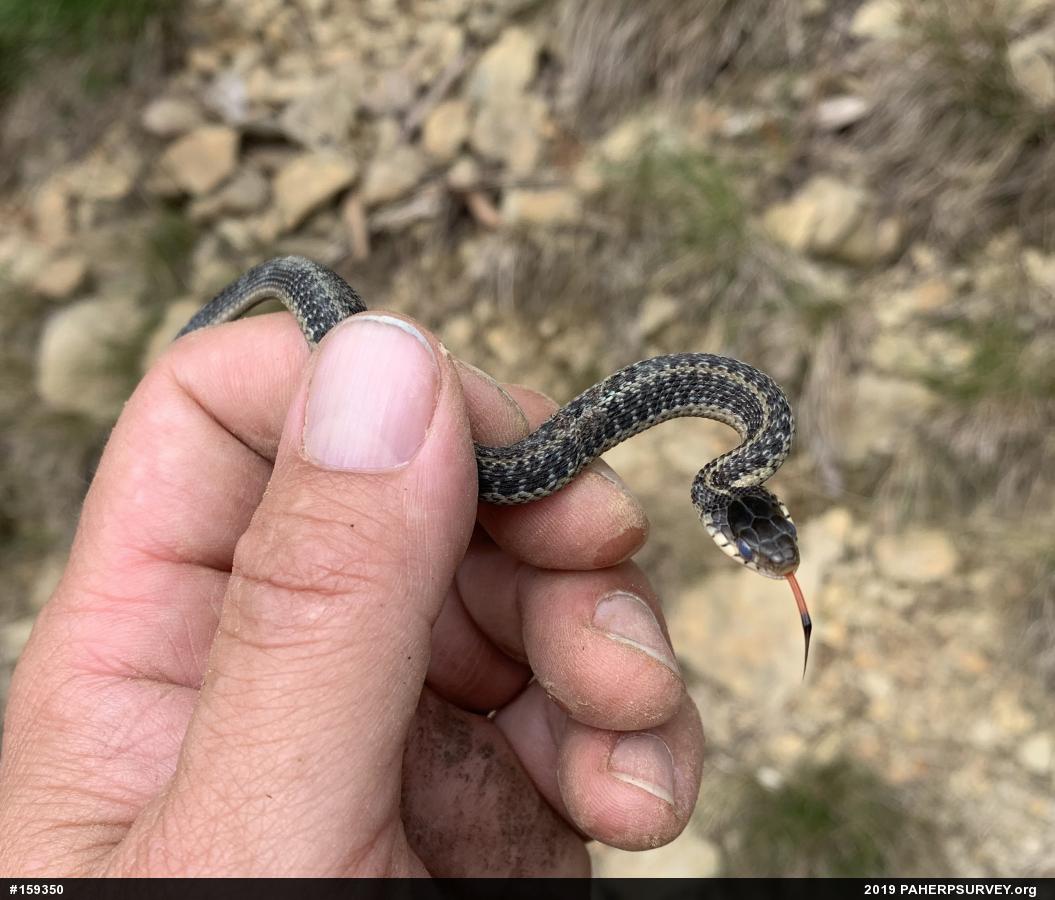 Eastern Gartersnake