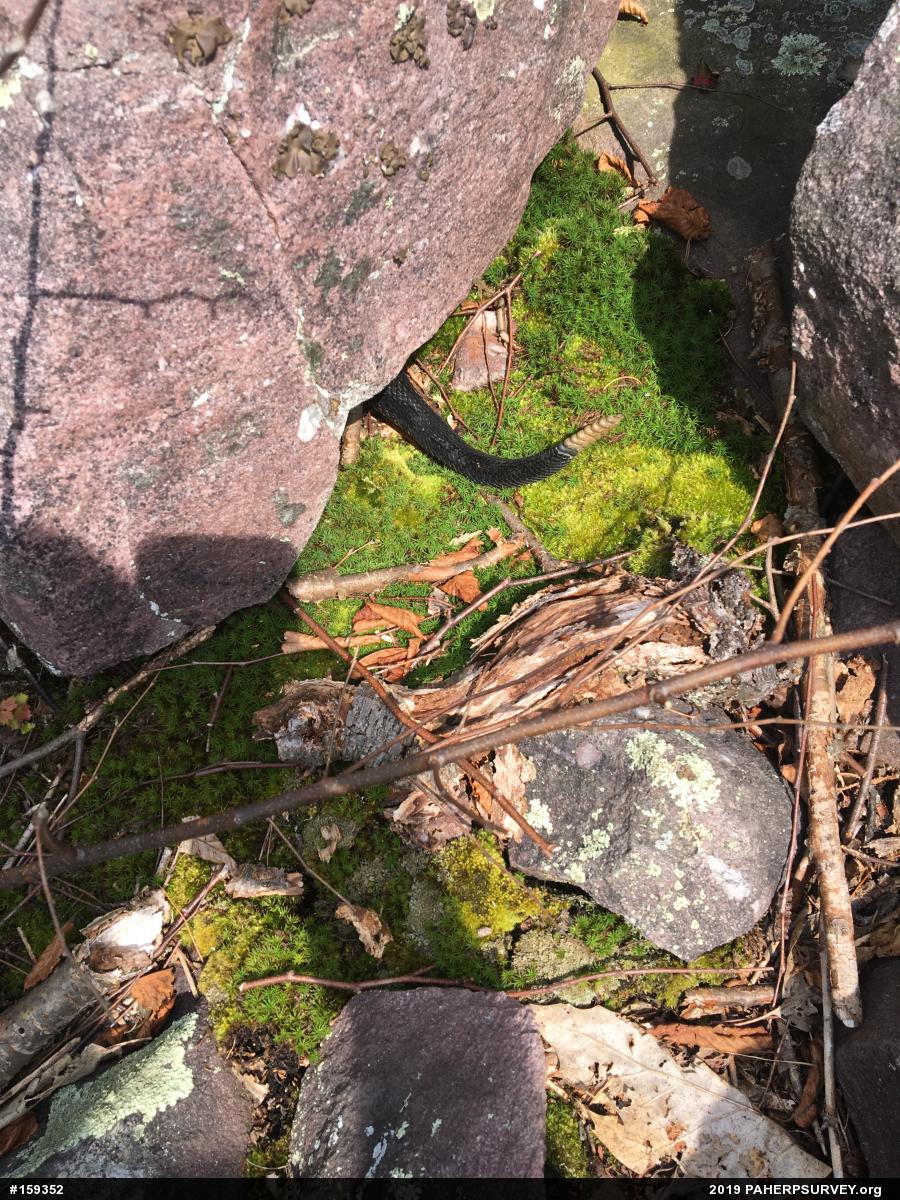 Timber Rattlesnake