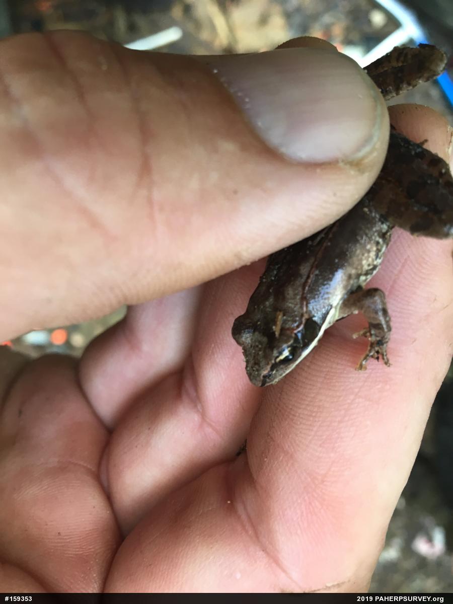Wood Frog