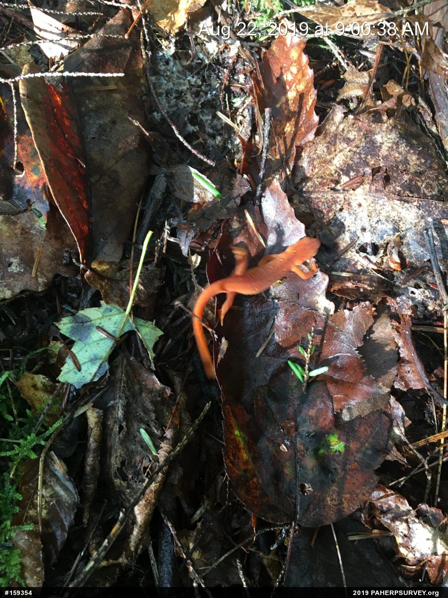 Red-spotted Newt