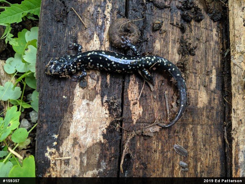 Northern Slimy Salamander