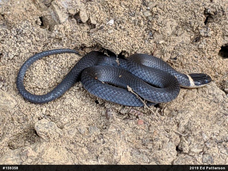 Northern Ring-necked Snake
