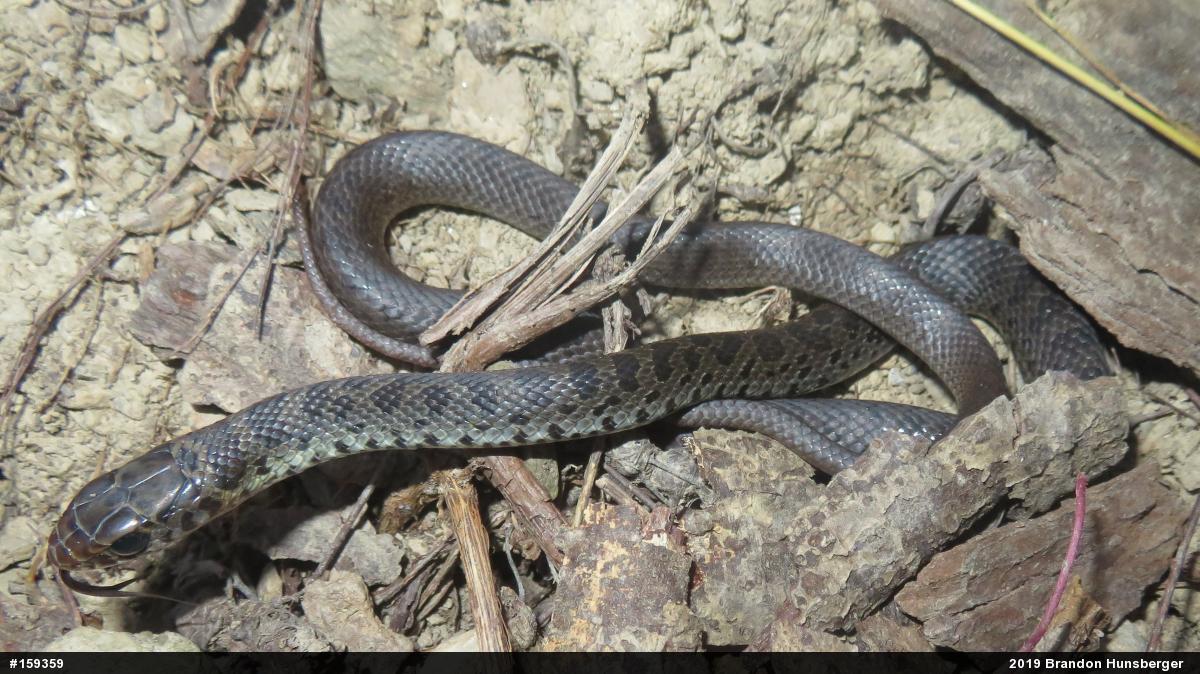 Northern Black Racer