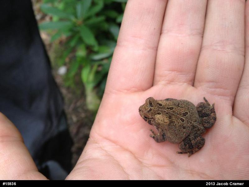 Eastern American Toad