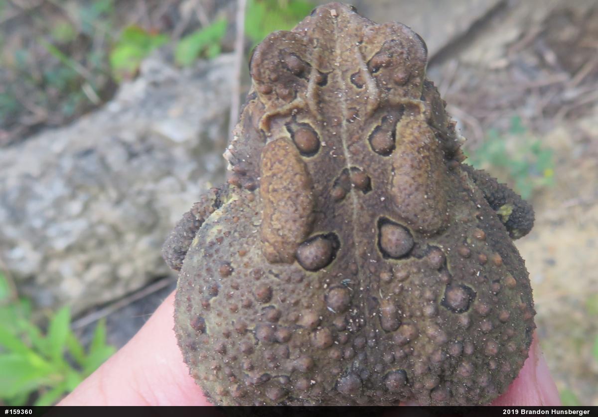 Eastern American Toad