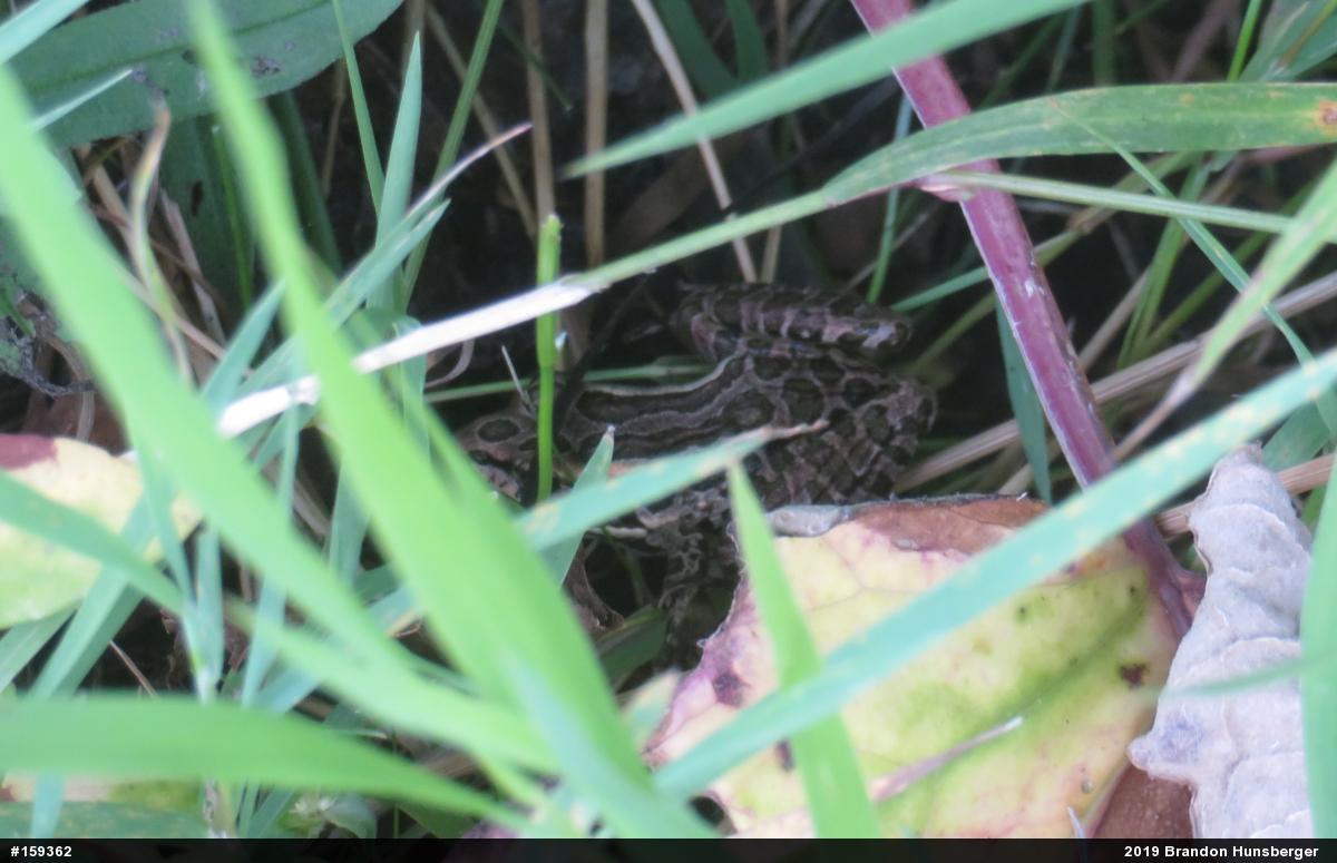 Pickerel Frog