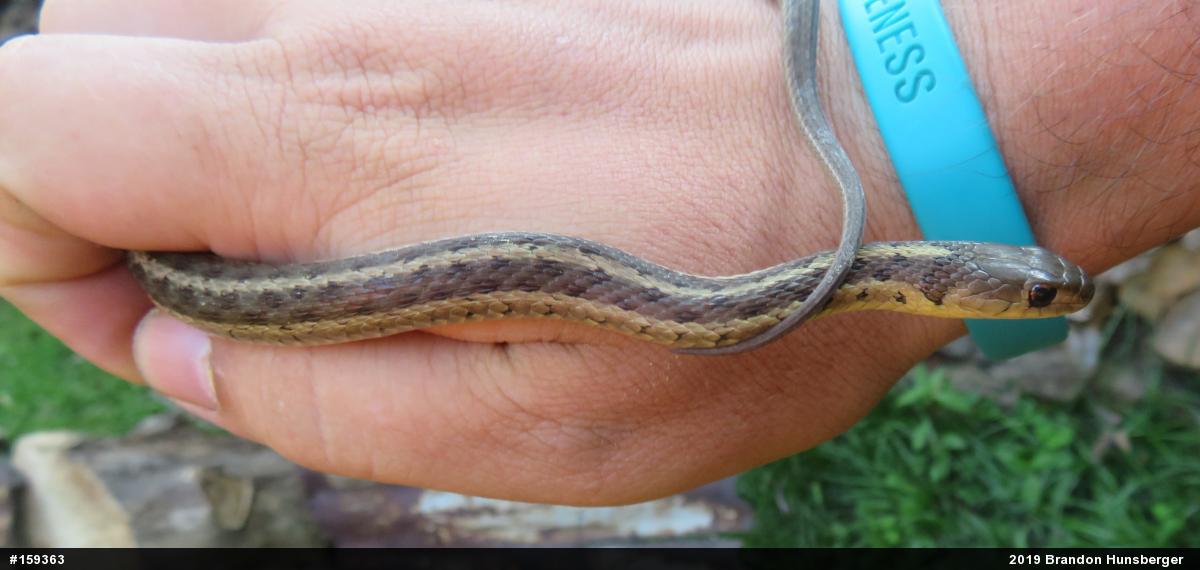 Eastern Gartersnake