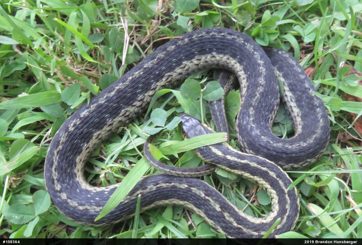 Eastern Gartersnake
