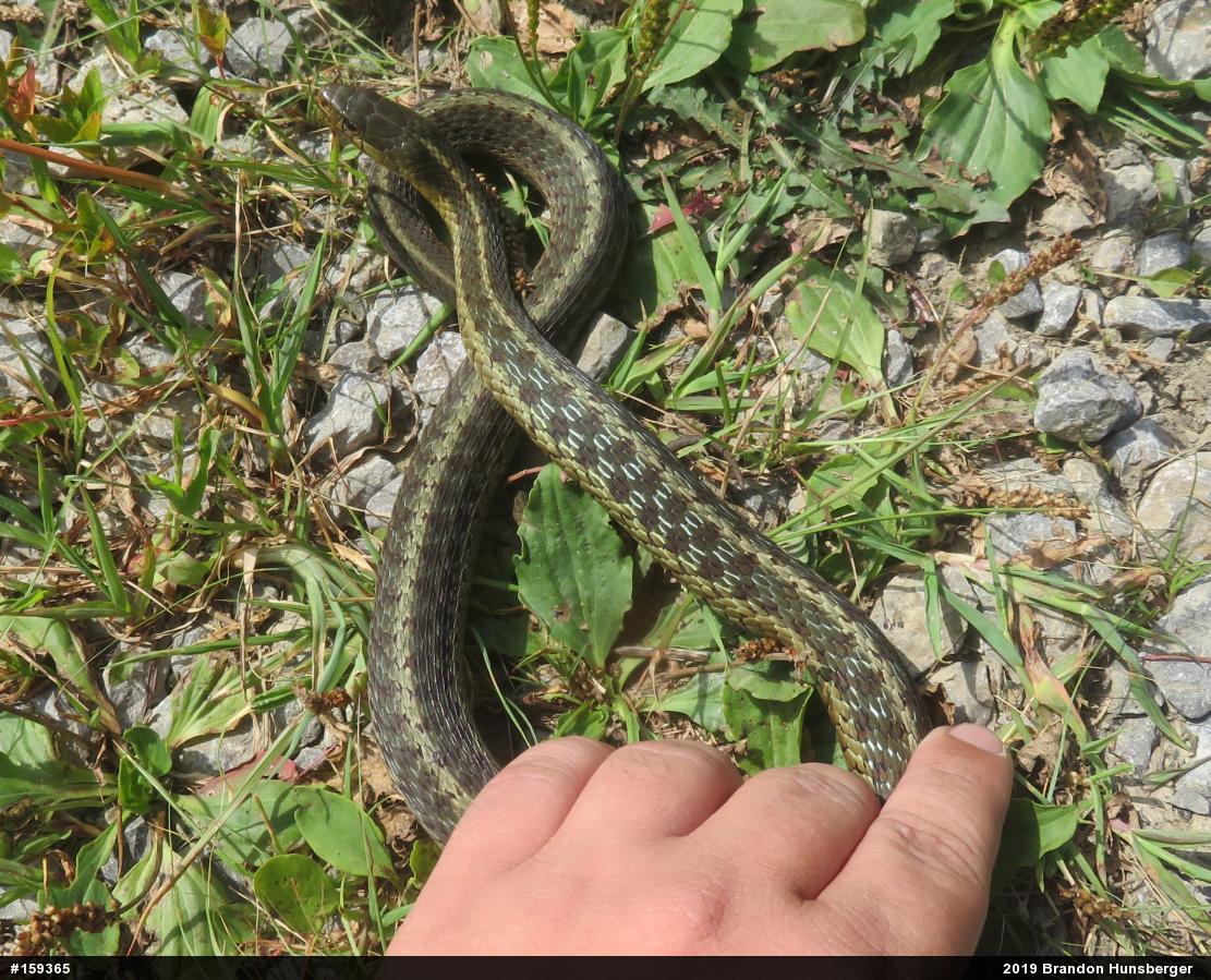 Eastern Gartersnake