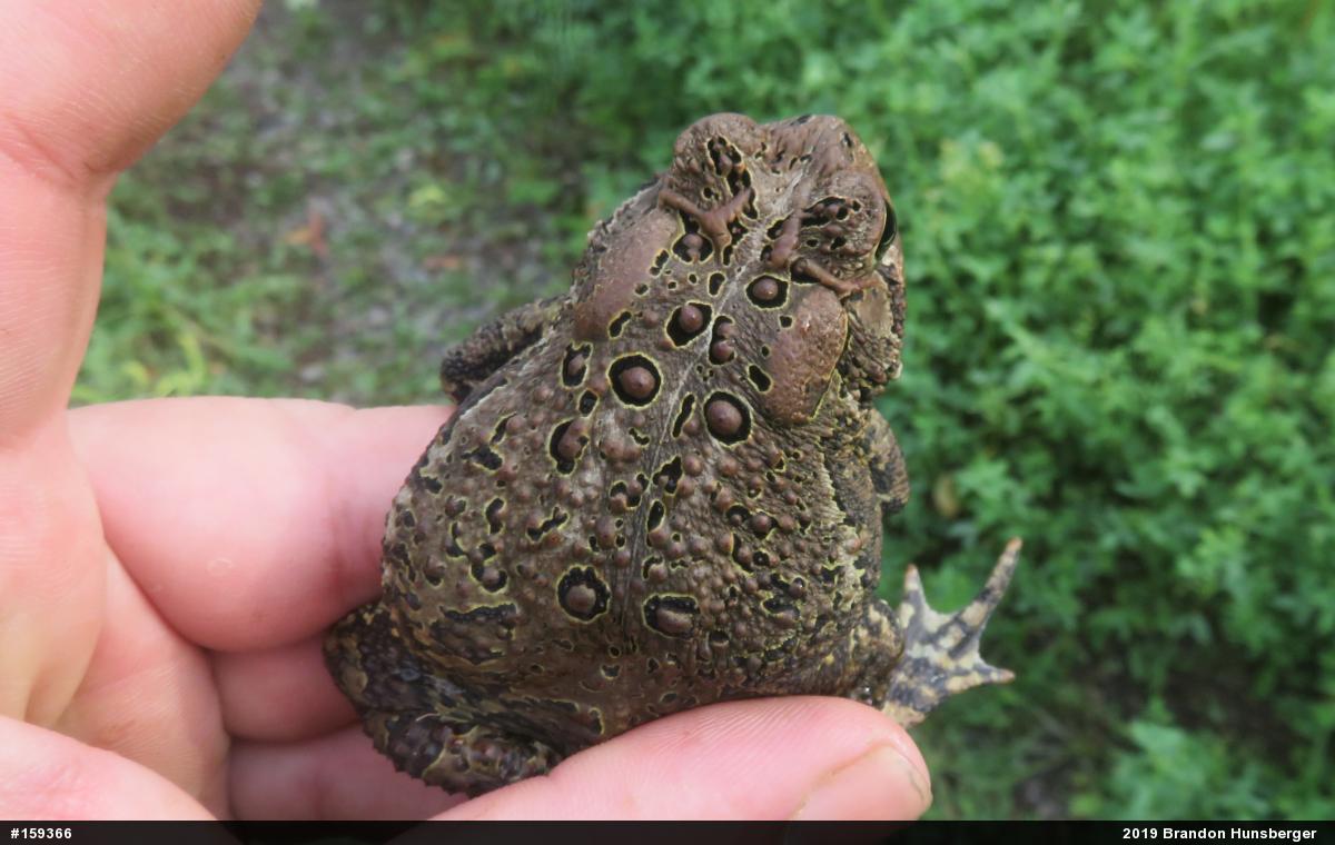 Eastern American Toad