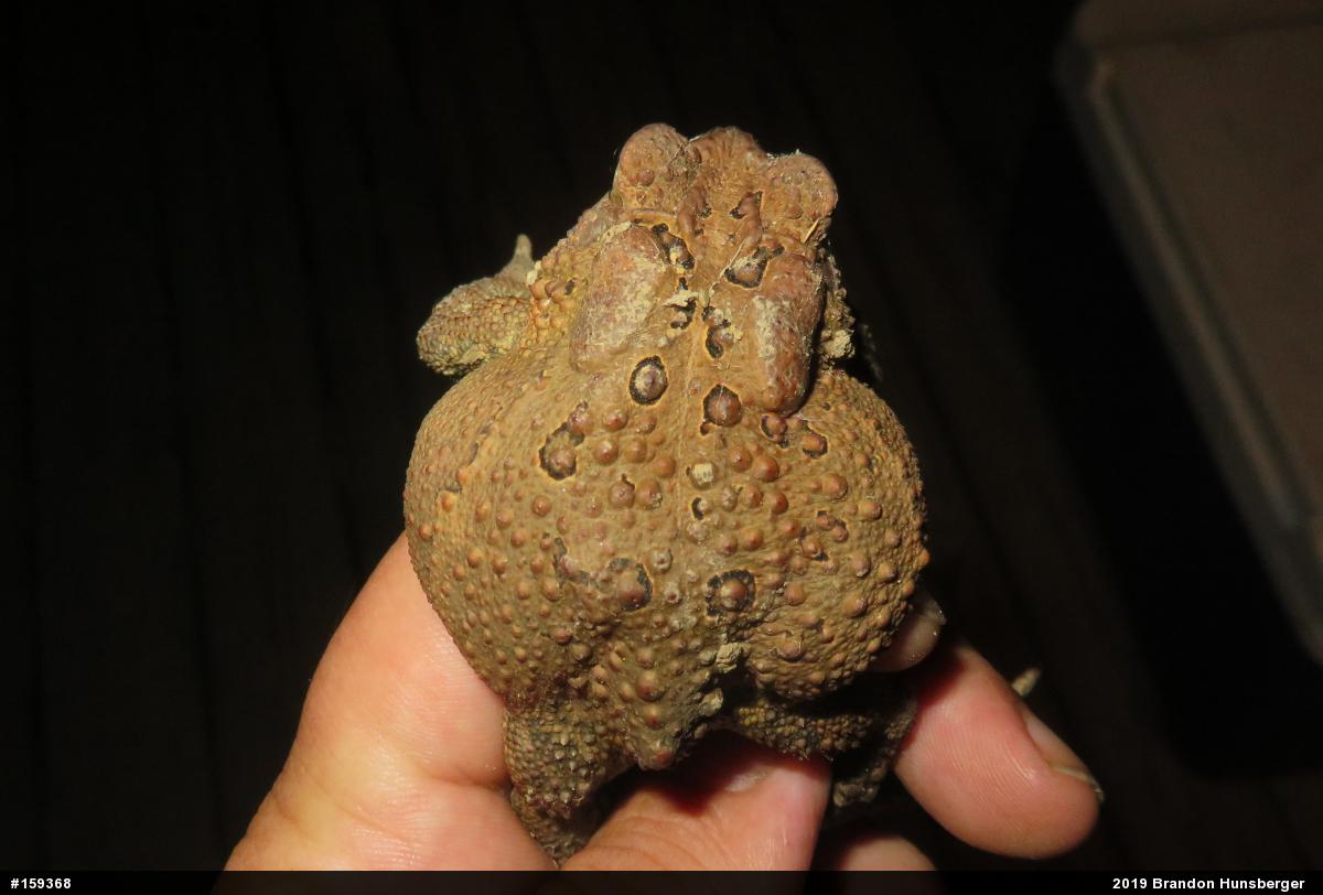 Eastern American Toad