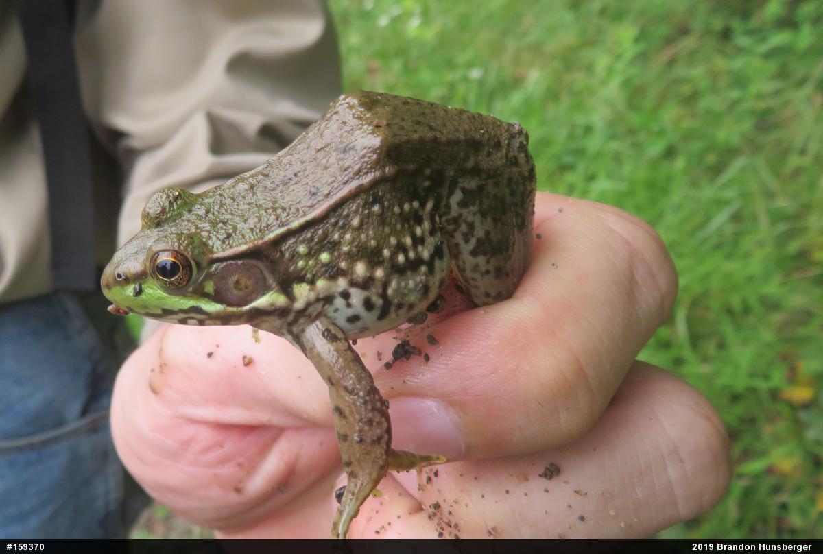 Green Frog