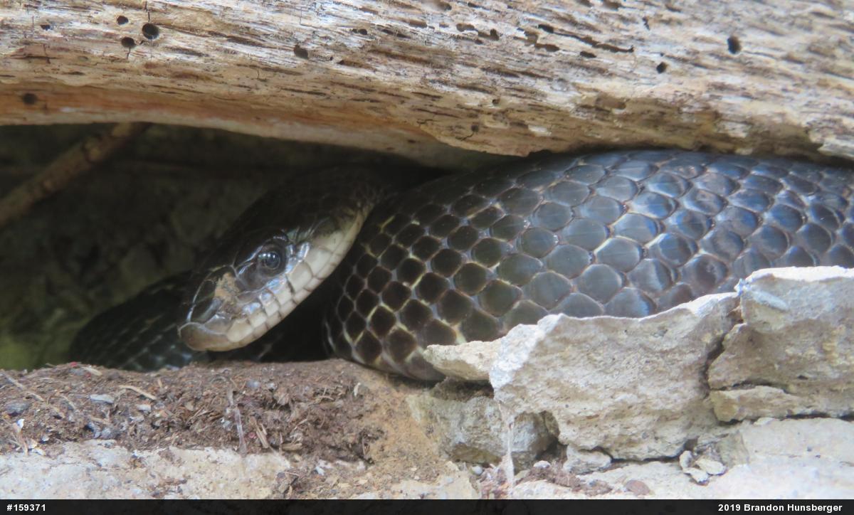 Eastern Ratsnake